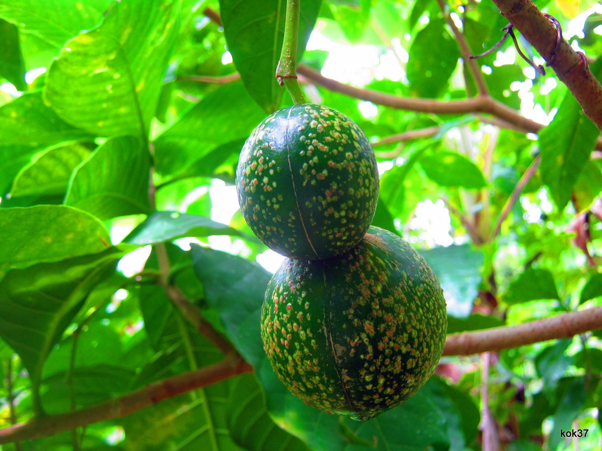 ibogaine online store ibogaine online store