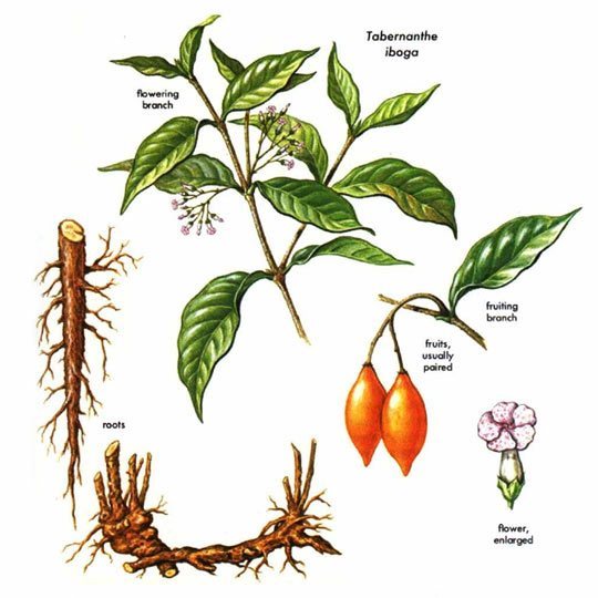 ibogaine online store