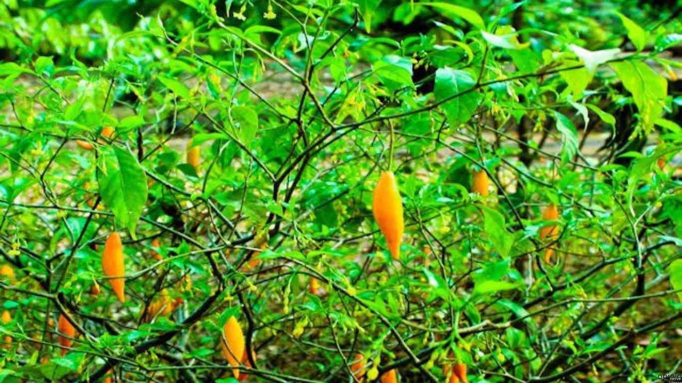 Is Ibogaine a Psychedelic? Understanding Its Unique Properties