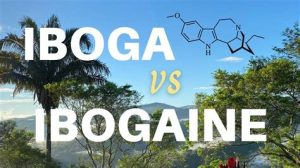 Ibogaine Vs Iboga – Which Is Better for Addiction Treatment?