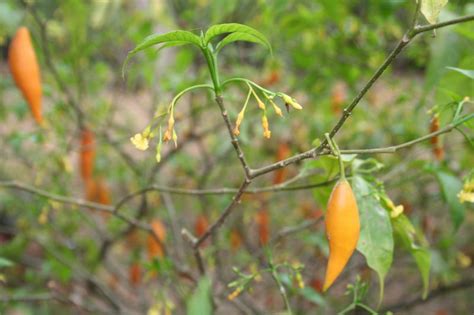 Understanding the Dangers of Iboga and its Impact on Health