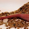 Iboga Seeds For Sale